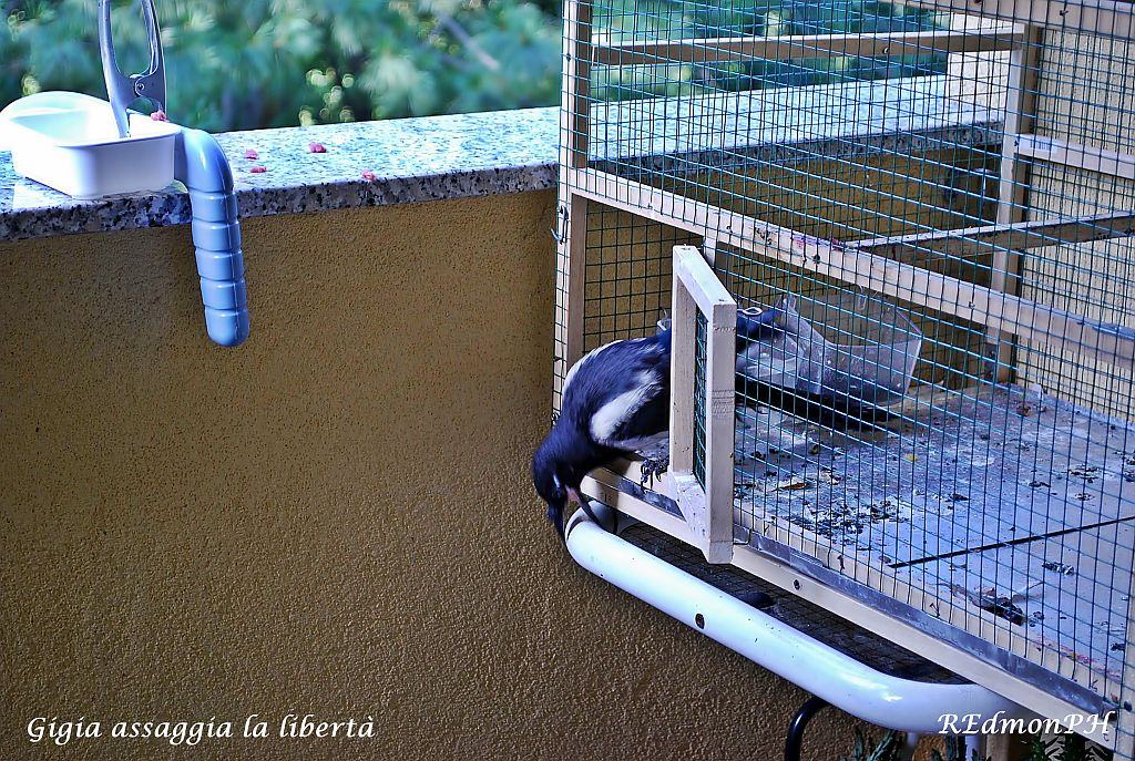 La Gazza e la sua casa